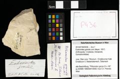 Foto (Objekt + Etiketten) von Eodromites grandis (von Meyer, 1857) 